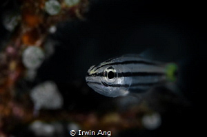 2 - S P O T
Twospot cardinalfish (Cheilodipterus novemst... by Irwin Ang 